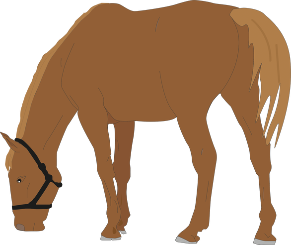 Grazing Horse Illustration